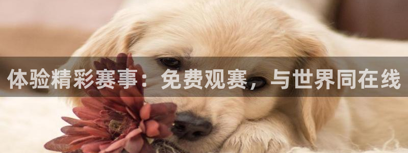 体验精彩赛事：免费观赛，与世界同在线